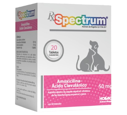 amoxi clavu 50mg